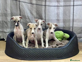 Whippet dogs AVAILABLE Kc reg healthy, sweet, gentle whippets - Advert 9