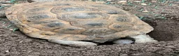 Tortoise reptiles for sale: Uk Bred Spur thighed tortoises  - Advert 6