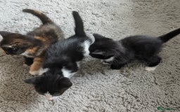 Mixed Breed cats for sale: Cute kittens for sale  - Image 5