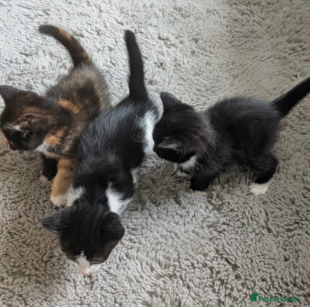 Mixed Breed cats for sale: Cute kittens for sale  - Image 5