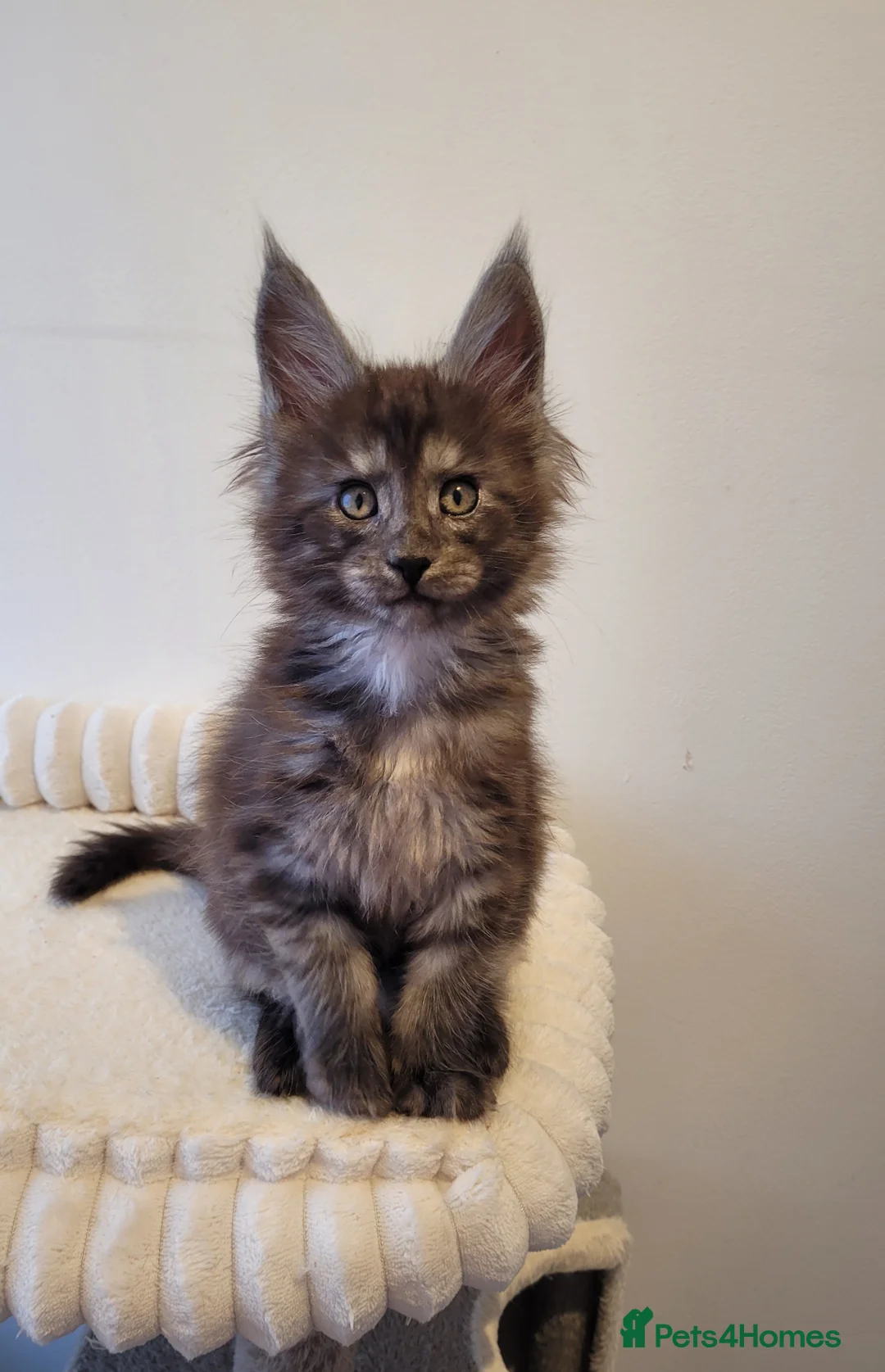 Maine Coon cats for sale: Tica registered Maine coon kittens  - Advert 28