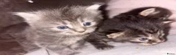 Mixed Breed cats for sale: Beautiful Kittens for sale half grey BSH - Advert 7