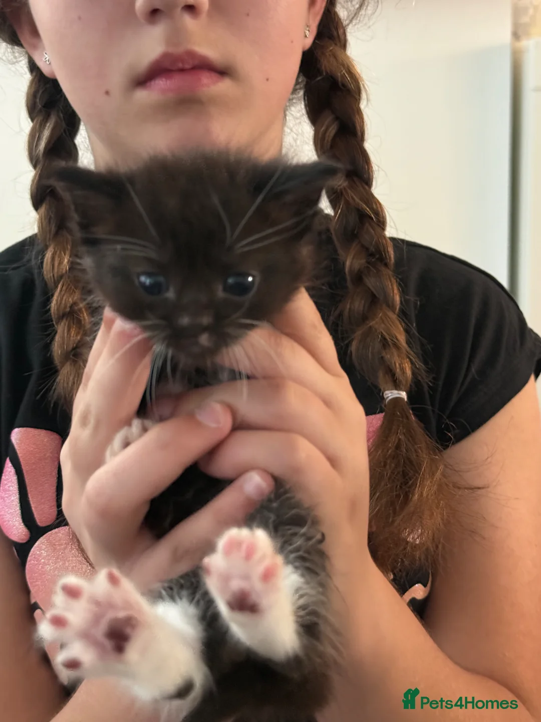 Mixed Breed cats for sale: Gorgeous fluffy kittens  - Advert 2
