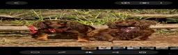 Cocker Spaniel dogs for sale: Kc registerd working cocker spaniels - Advert 9