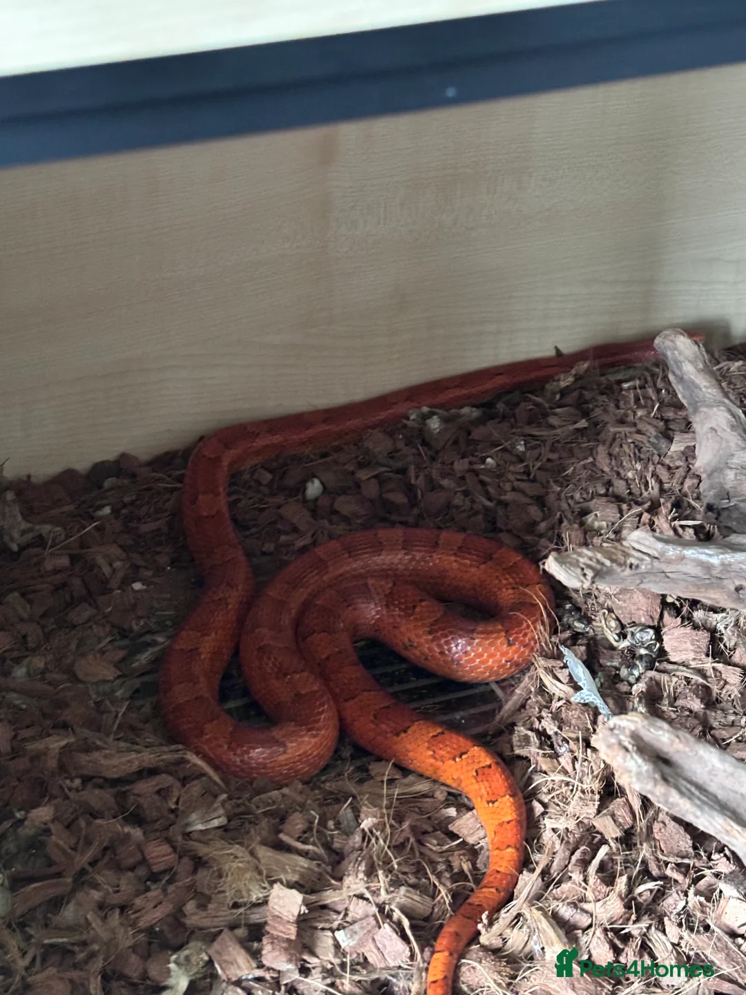 Corn Snake reptiles for sale: Corn snake & vivarium - 3 years old  - Advert 2