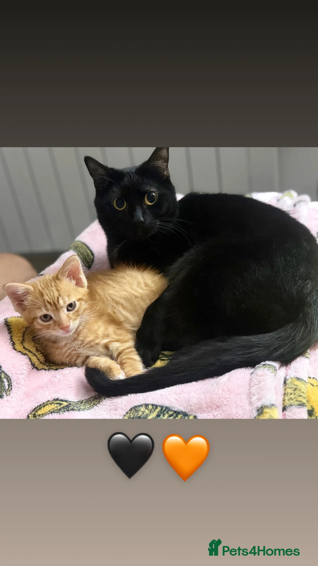 Domestic Shorthair cats for sale: Adorable ginger kitten - Super Cuddly 🧡 - Advert 2