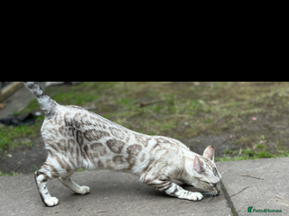 Bengal cats Stunning championship line snow lynx bengal - Advert 1