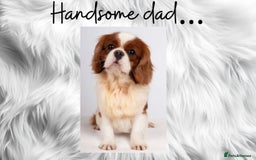 Cavalier King Charles Spaniel dogs for sale: Lovingly raised Blenheim Cavaliers  - Image 3