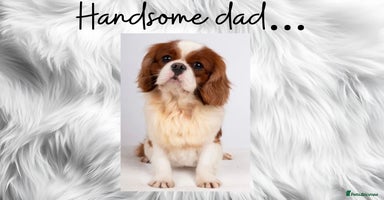 Cavalier King Charles Spaniel dogs - Advert 3