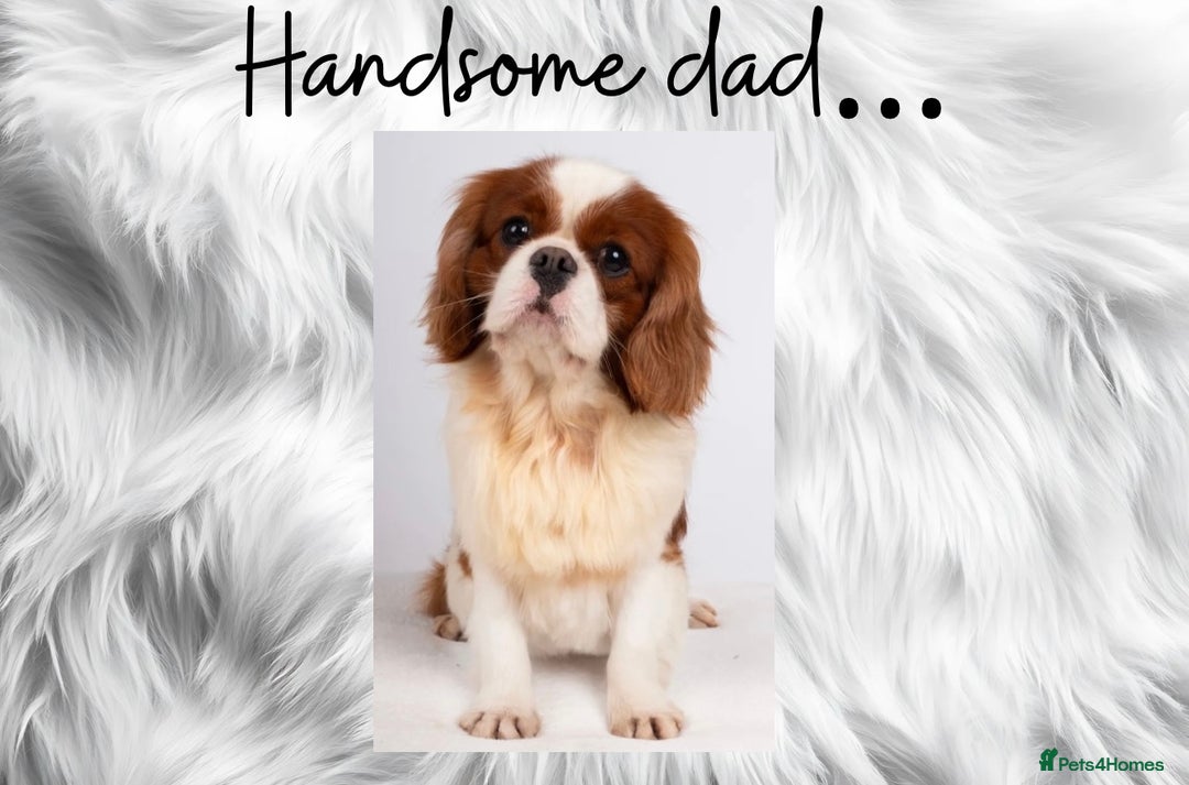 Cavalier King Charles Spaniel dogs for sale: Lovingly raised Blenheim Cavaliers  - Image 3