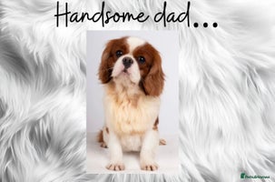 Cavalier King Charles Spaniel dogs - Advert 13
