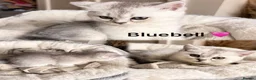 British Longhair cats for sale: British Shorthair/Persian chinchilla kittens  - Advert 24