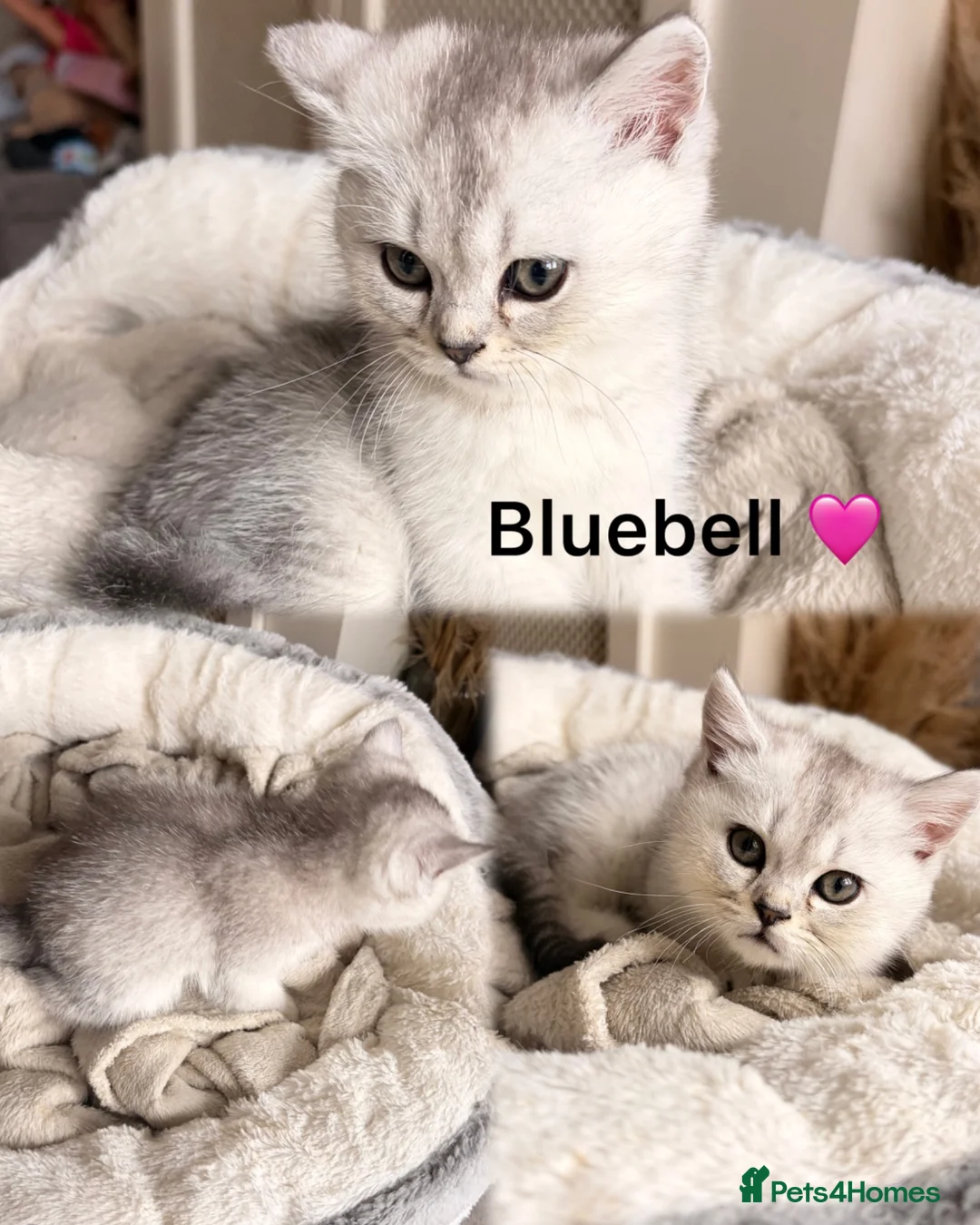 British Longhair cats for sale: British Shorthair/Persian chinchilla kittens  - Advert 24