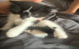 British Shorthair cats for sale: Kittens for sale - Image 9