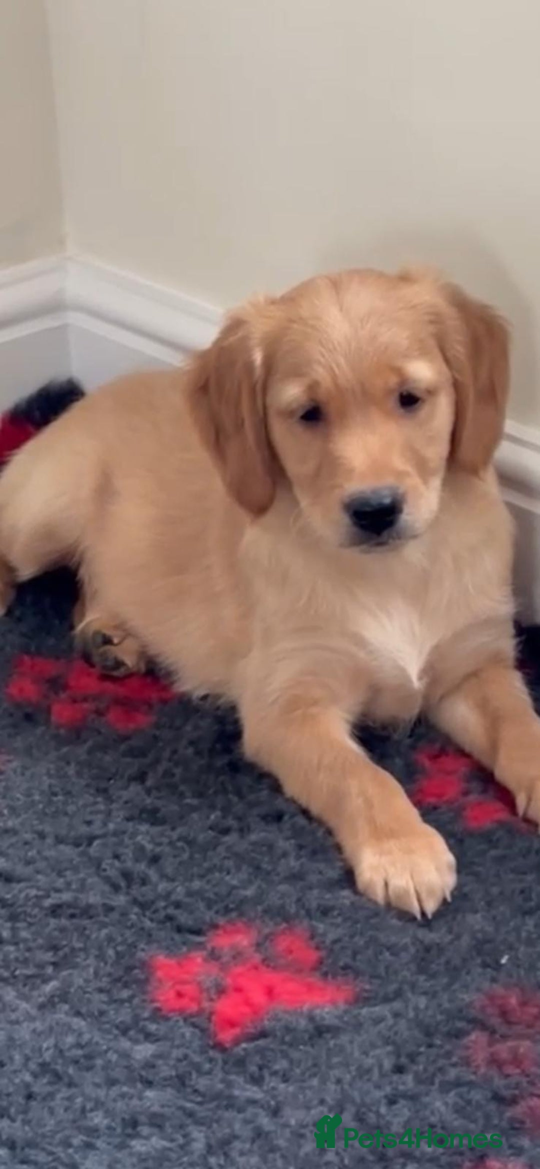 Golden Retriever dogs for sale: Golden retriever puppies  - Advert 2