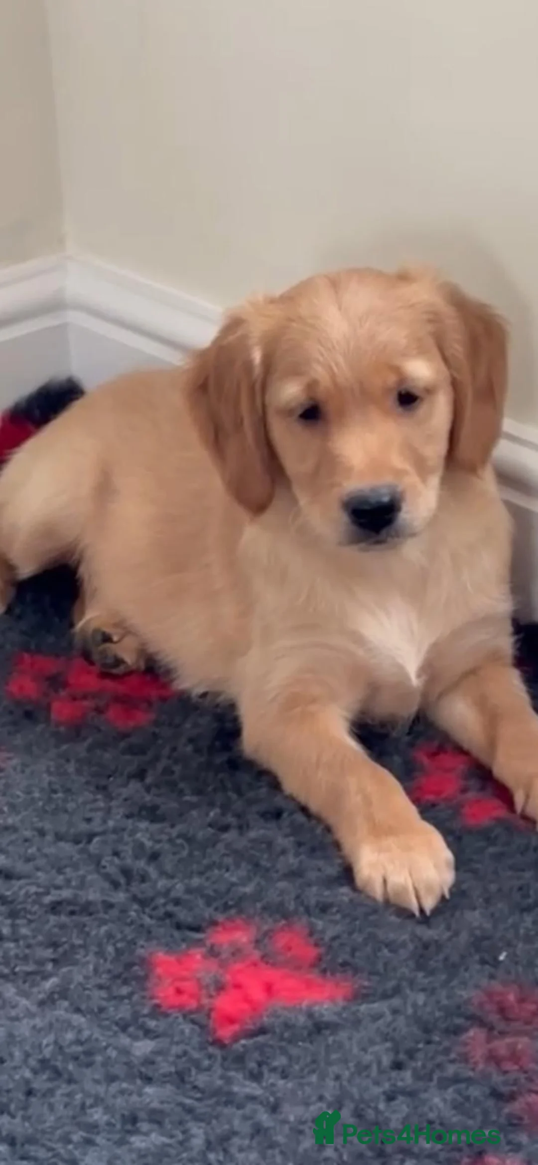 Golden Retriever dogs for sale: Golden retriever puppies  - Advert 2