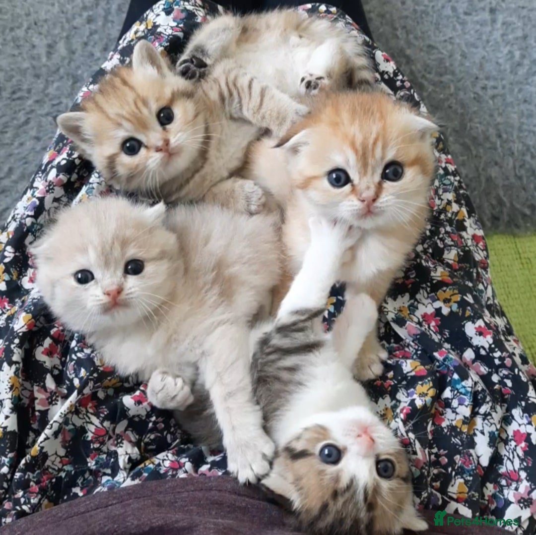 Scottish Fold cats for sale: TICA Reg: Scottish Fold Neutered Girl Kittens - Advert 17