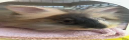 Lionhead rabbits for sale: girl lion head. - Advert 3