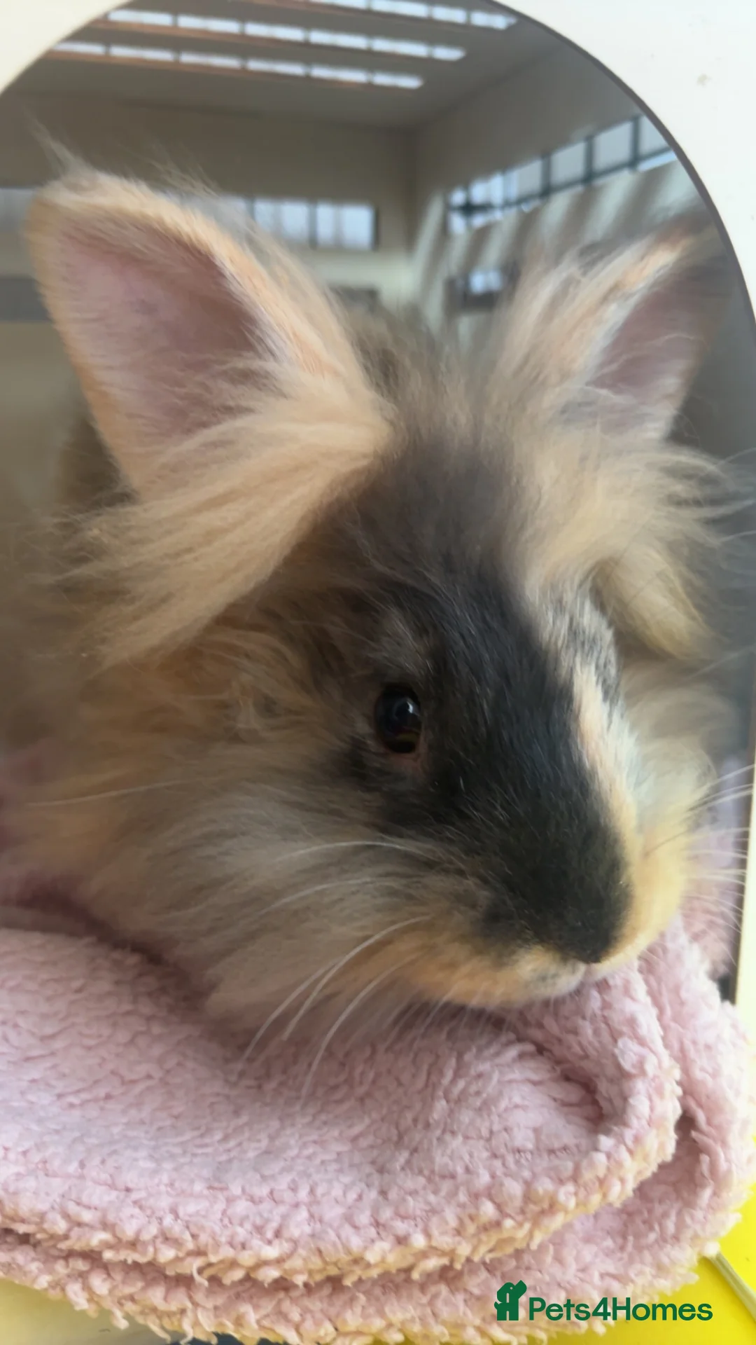 Lionhead rabbits for sale: girl lion head. - Advert 3