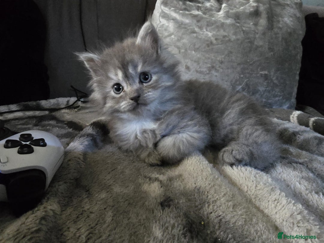 Persian cats for sale: 3 stunning Persian kittens ready now.  - Advert 28