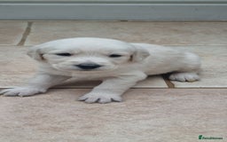 Mixed Breed dogs for sale: Double Doodle puppies  - Image 7