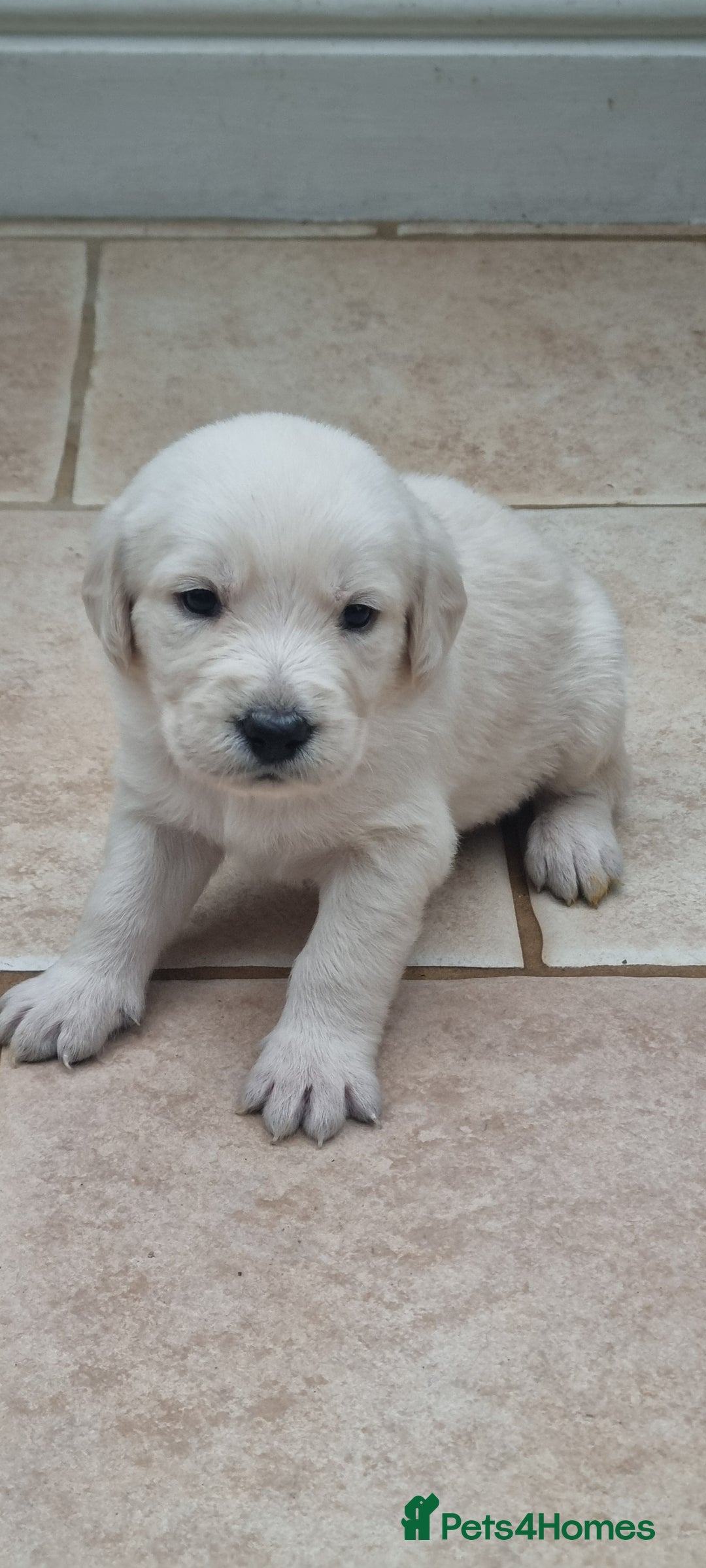 Mixed Breed dogs for sale: Double Doodle puppies  - Image 7