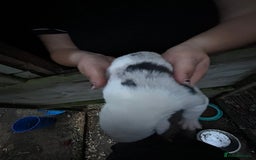 Border Collie dogs for sale: merle + black and white pups  - Image 5