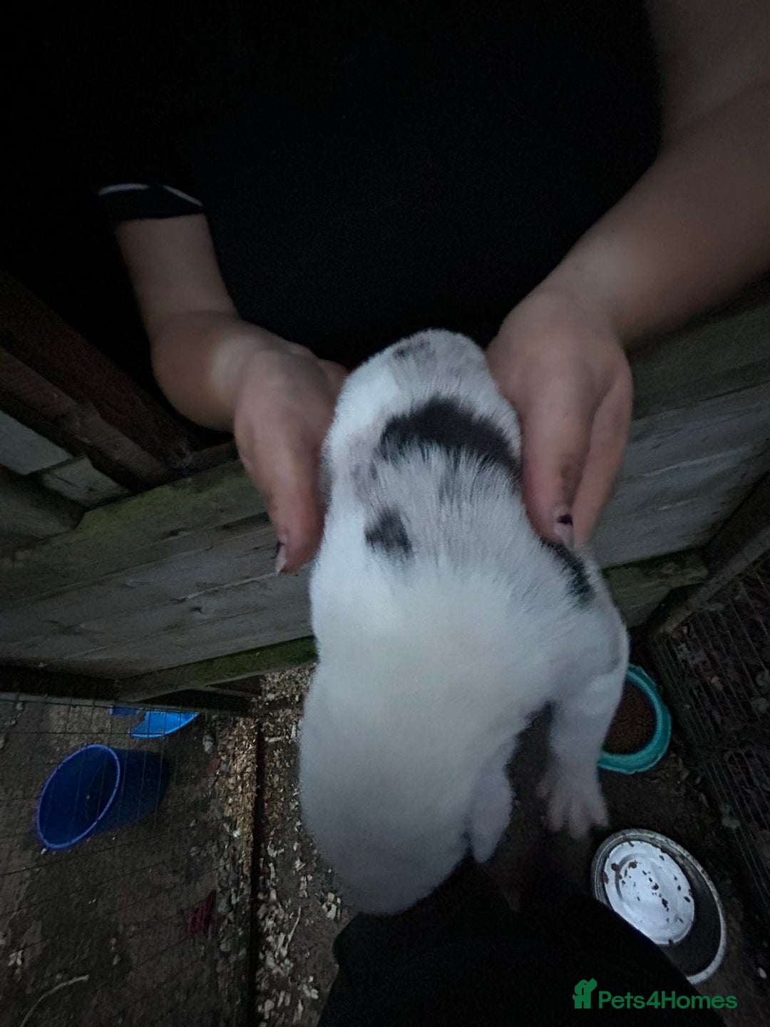 Border Collie dogs for sale: merle + black and white pups  - Image 5