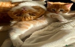 Mixed Breed cats for sale: Beautiful ginger boy for sale  - Image 2
