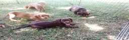 Cocker Spaniel dogs for sale: Kc health tested working cocker spaniel puppies - Advert 8
