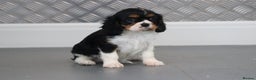 Cavalier King Charles Spaniel dogs for sale: Cavalier King Charles Puppies for sale - Advert 25