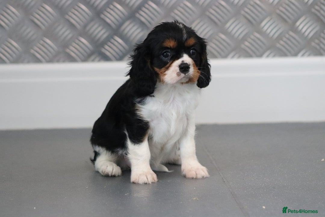 Cavalier King Charles Spaniel dogs for sale: Cavalier King Charles Puppies for sale - Advert 25
