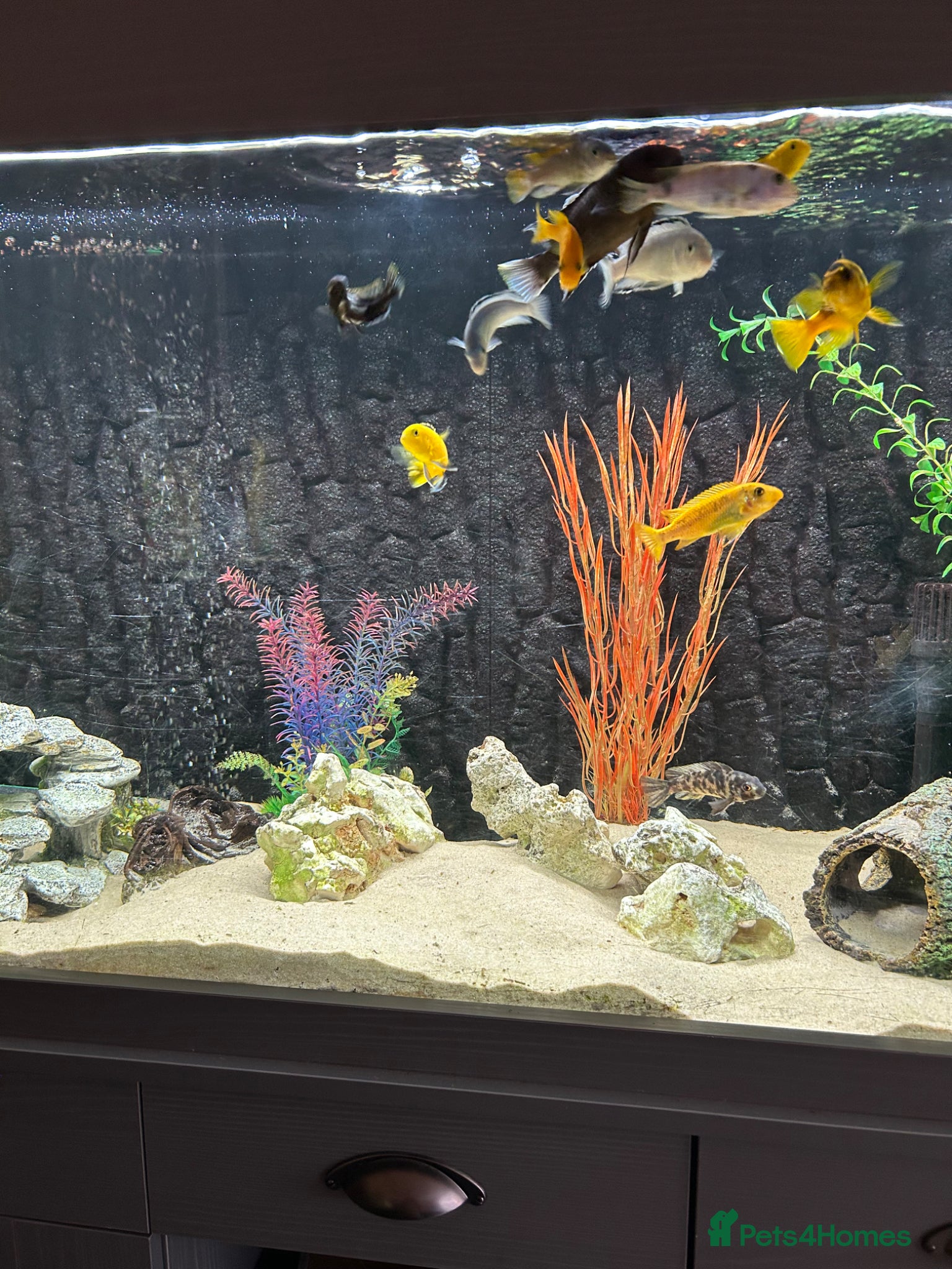 Angelfish fish Tropical fish  - Advert 1