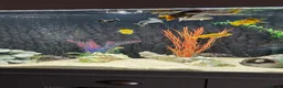 Angelfish fish for sale: Tropical fish  - Advert 1