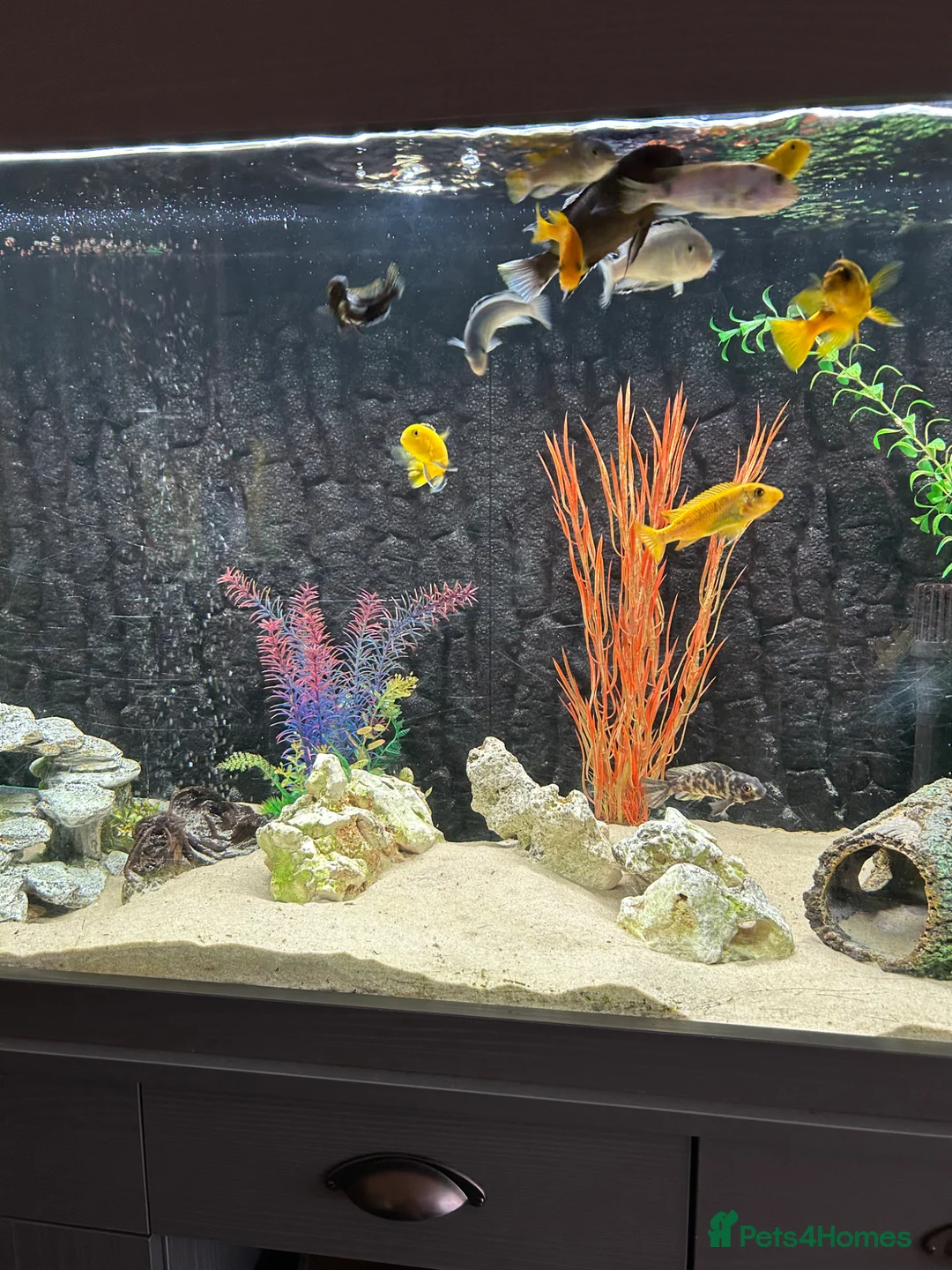 Angelfish fish for sale: Tropical fish  - Advert 1