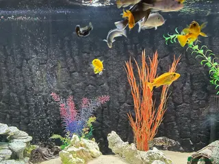 Angelfish fish Tropical fish - Advert 1