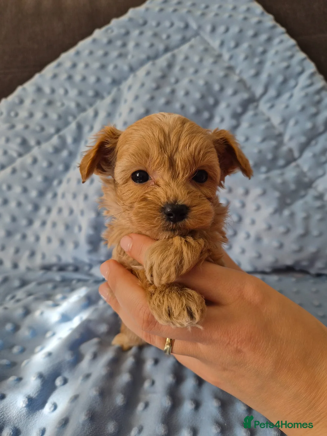 Maltipoo dogs for sale: Tiny Maltipoo Puppies for sale - Advert 17