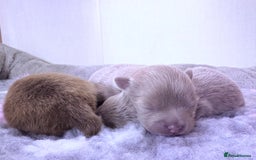 Pomeranian dogs for sale: Lavender/lilac/chocolate/tan pomeranians - Image 7