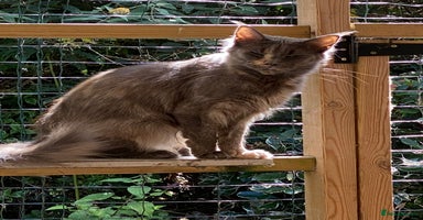 Maine Coon cats - Advert 8