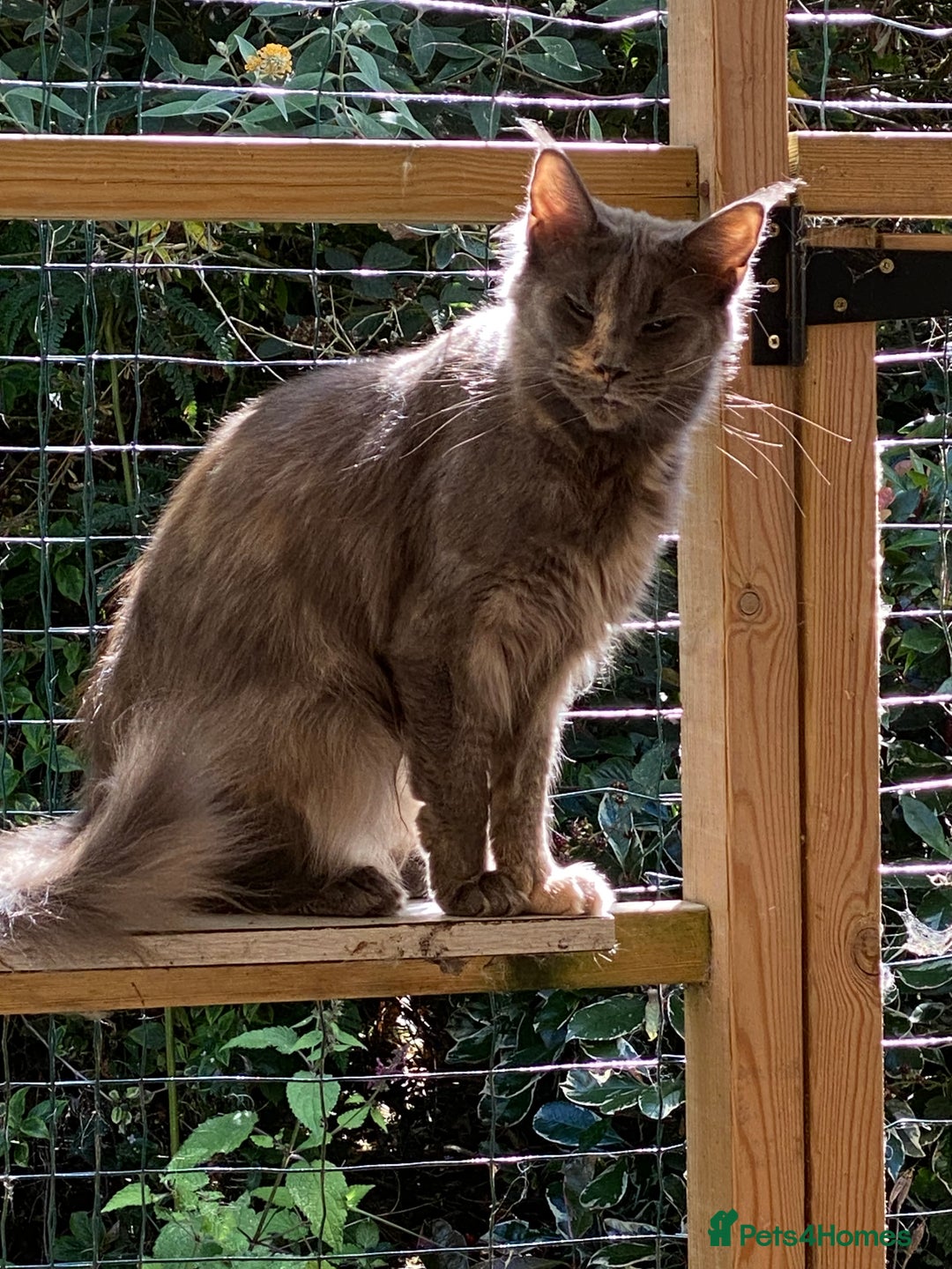 Maine Coon cats for sale: Pure registered active main coon - Image 2