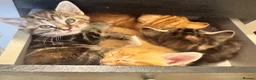 Mixed Breed cats for sale: 3 kittens for sale, light ginger already reserved. in Huntingdon - Advert 9