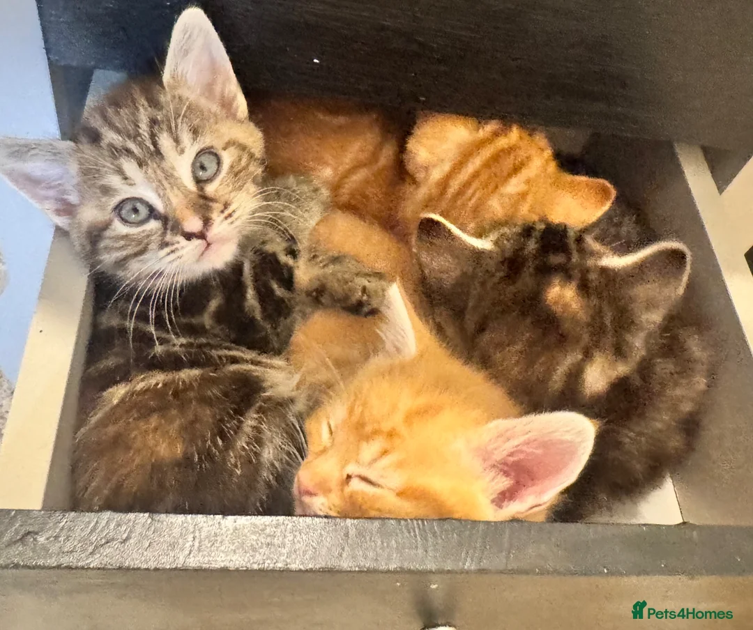 Mixed Breed cats for sale: 3 kittens for sale, light ginger already reserved. in Huntingdon - Advert 9
