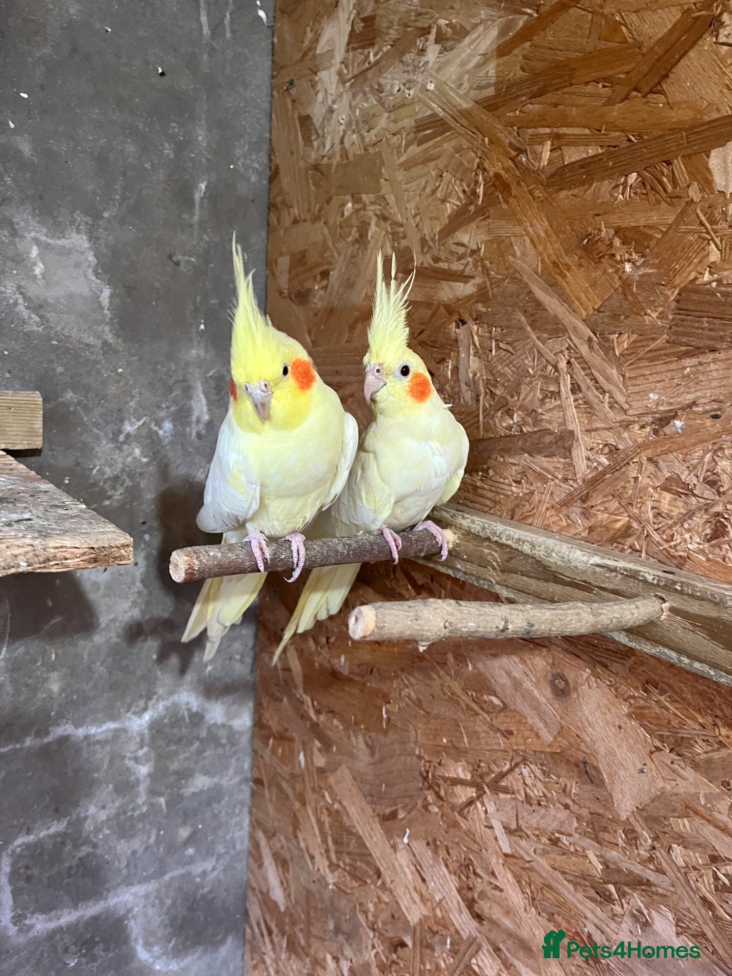 Cockatiels birds 2 Beautiful Lutino cockatiels tame 🐦❤️ - Advert 6