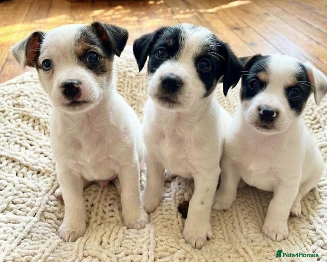 Jack Russell dogs for sale: Jack Russell puppies  - Advert 8