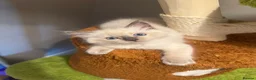 Ragdoll cats for sale: BOYS BOYS BOYS  - Advert 30