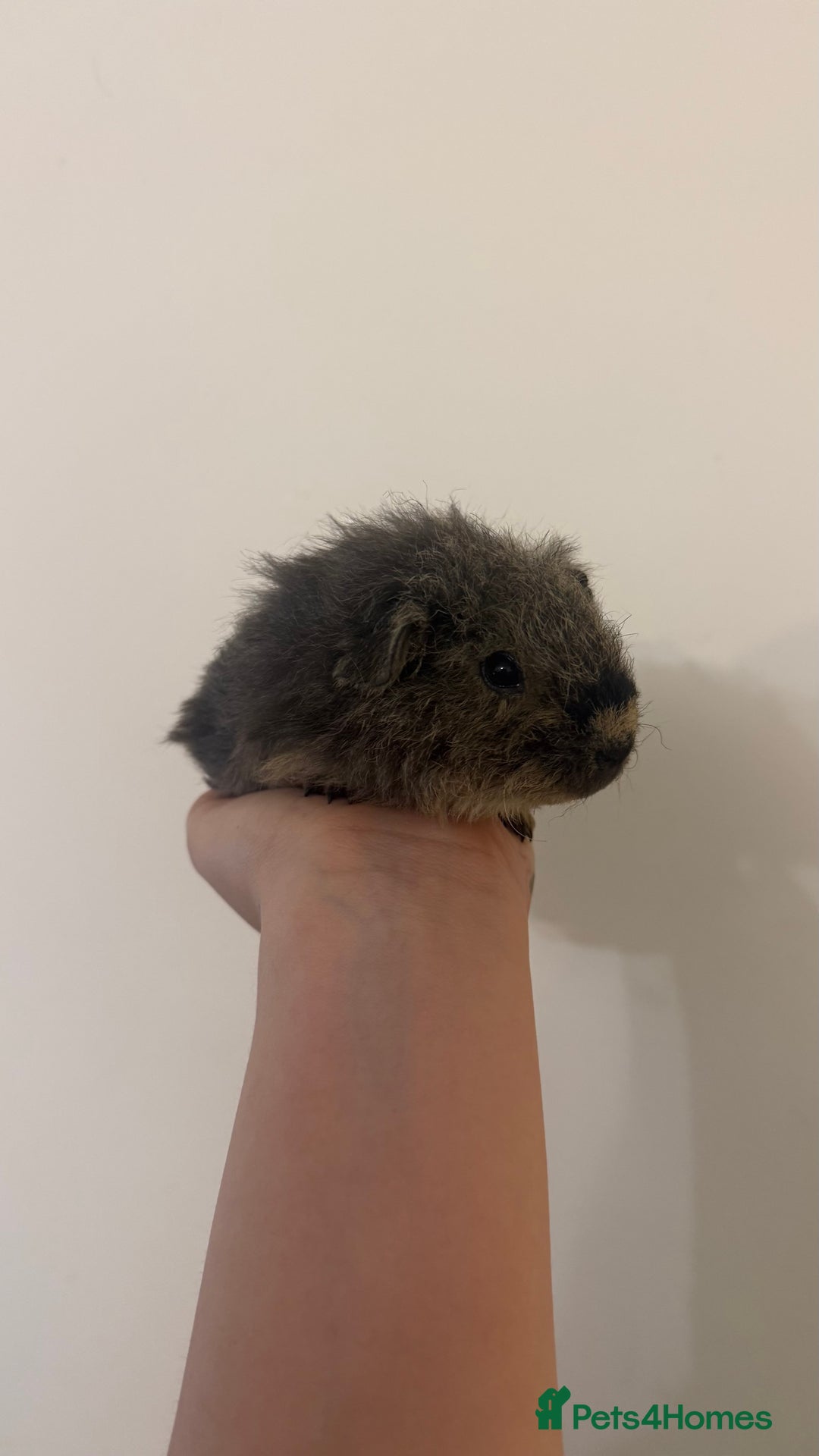Guinea Pig rodents for sale: 2x Male Guinea Pigs - Advert 4