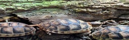 Tortoise reptiles for sale: Baby Marginated Tortoise Hatchlings - Advert 3