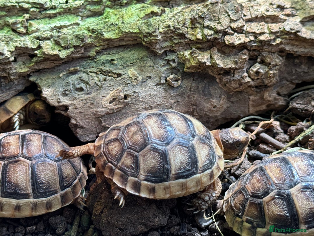 Tortoise reptiles for sale: Baby Marginated Tortoise Hatchlings - Advert 3
