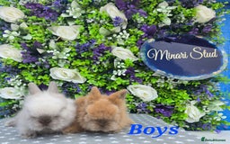Lionhead rabbits for sale: Purebred lionhead babies available now  in Gloucester - Image 8
