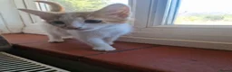 Mixed Breed cats for sale: 4 Male Mixed kittens £50 each  - Advert 6